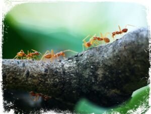 sonhar com formigas andando em fila